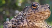 UK Toads Astonish Researchers: Climbing Trees in Woodland Habitats