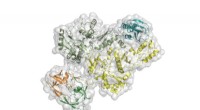 Advanced Imaging Reveals How a Large HIV Protein Drives Infectious Virus Assembly