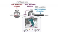 NAT10 Enzyme Reveals Dual Role in mRNA Modification and Cancer Progression