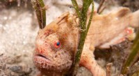 Exploring Tasmania s Rare Red Handfish: Stunning Dive Photography