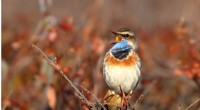 Alaska s Birdwatching Boom: How It Generates Millions for Local Communities