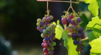 University of Adelaide Study Shows Delaying Grape Ripening Enhances Wine Flavor
