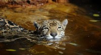 First Nationwide Review Highlights Legal Gaps in Jaguar Conservation