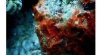 New Insights into Black Band Disease and Its Impact on Coral Health