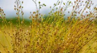 Research Links Camelina s Ancient Armenian Roots to Modern Biofuel Potential
