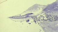 Crocodile Ear Structure Could Inspire Novel Solutions for Hearing Loss