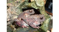 Scientists Reveal Critical Conservation Gaps for Vietnam’s Amphibians