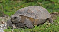 Protecting Florida s Gopher Tortoises: Community Effort Rescues Reptiles from Development Threats