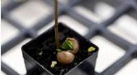 Macadamia Conservation: Scientists Tackle Endangered Species with Innovative Genetic Storage