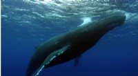 Research Suggests Climate Change May Force Humpback Whales to Avoid Hawaiian Waters