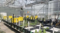 Harnessing Native Plants to Remove Triclosan from Quebec’s Wetlands