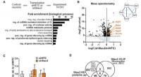 Unveiling the Interaction Between Staufen and Argonaute Proteins in Neural Regulation