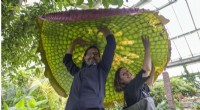 New Giant Waterlily Species Discovered at Kew Gardens
