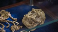 New Study Reveals South African Early Human Ancestors 1 Million Years Older