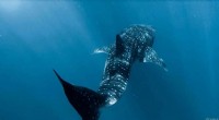 Whale Sharks Uncovered: Satellite Tracking Reveals Global Migration & Feeding Patterns