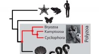 Unveiling Ancient Lineages: Kamptozoa and Bryozoa Distinct from Mollusks and Worms