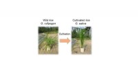 Three Key Gene Mutations That Revolutionized Rice Cultivation