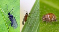 New Research Illuminates the Evolution of Fatherless Male Insects