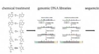 Advanced NT‑seq Technique Enhances DNA Methylation Analysis for Gene Regulation Studies