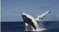 Humpback Whales Transfer Complex Songs Across Regions, Revealing Cultural Exchange