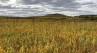 How Historical Irrigation Shapes Prairie Ecosystems: Long-Term Legacies Revealed