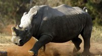 White Rhinos Make Historic Return to Mozambique s Zinave National Park After Four Decades