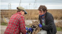Red Wolf DNA in Coyote Hybrids Could Unlock New Strategies to Save the Endangered Species
