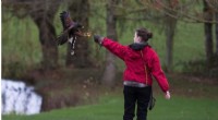 Using Hawk Perching Mechanics to Enhance Drone Landing Systems