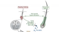 New Protein SCUBE3 Promises Powerful Hair Growth Therapy