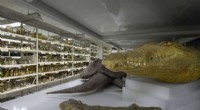 Unlocking DNA from Decades‑Old Pickled Snakes: Field Museum s Hidden Repository