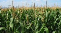 Maize Gains High-Altitude Adaptation from Borrowed Gene Originating in Wild Teosinte