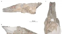 Shark Bite Marks on Fossil Sperm Whale Relatives Reveal Ancient Feeding Strategies