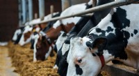 Turning CO₂ into Sustainable Protein for Advanced Animal Feed