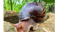 Pasco County Warns of Invasive Giant African Land Snails