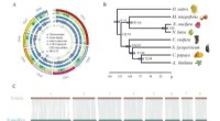 Comparative Genomic Analysis of American and Asian Lotus Reveals Evolutionary Insights