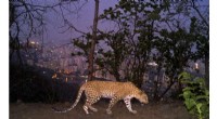 Urban Wilds: Mountain Lions of LA and Leopards of Mumbai