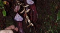 New Pitcher Plant Species Reveals Underground Carnivorous Feeding in Borneo