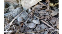 Scientists Uncover 100‑Year‑Old Microbial Communities in Rocky Mountain Snail Guts
