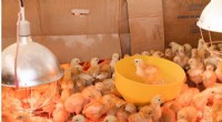 AI-Enhanced Detection of Chick Distress Calls in Large Poultry Farms