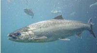 Coho Salmon Protect Each Other: How Schooling Reduces Predation Risk