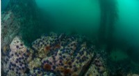 Sea Urchin Behavior Drives Kelp Forest Loss and Regrowth on Monterey Peninsula