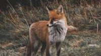Uncovering the Origins of East Coast Red Foxes Through DNA Analysis