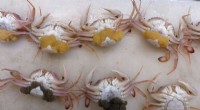 Dynamic Ocean Fronts Shape Gene Flow in Mediterranean Harbour Crabs