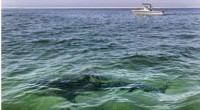Scientists Warn Beachgoers Ahead of Peak White Shark Season