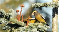 Survey Finds Dramatic Decline in Evening Grosbeak Populations