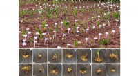 Scientists Identify High-Quality Bletilla Populations for Germplasm and Trait Selection