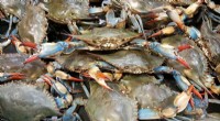 Maryland Implements New Crabbing Limits to Protect Declining Blue Crab Populations