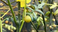 New Wild Tomato Genome Unlocks Genes to Enhance Cultivated Tomato and Other Crops