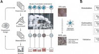 Human-Robot-AI Collaboration Accelerates Regenerative Medicine Advances