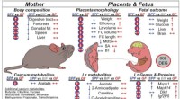 How the Maternal Microbiome Supports Healthy Infant Development